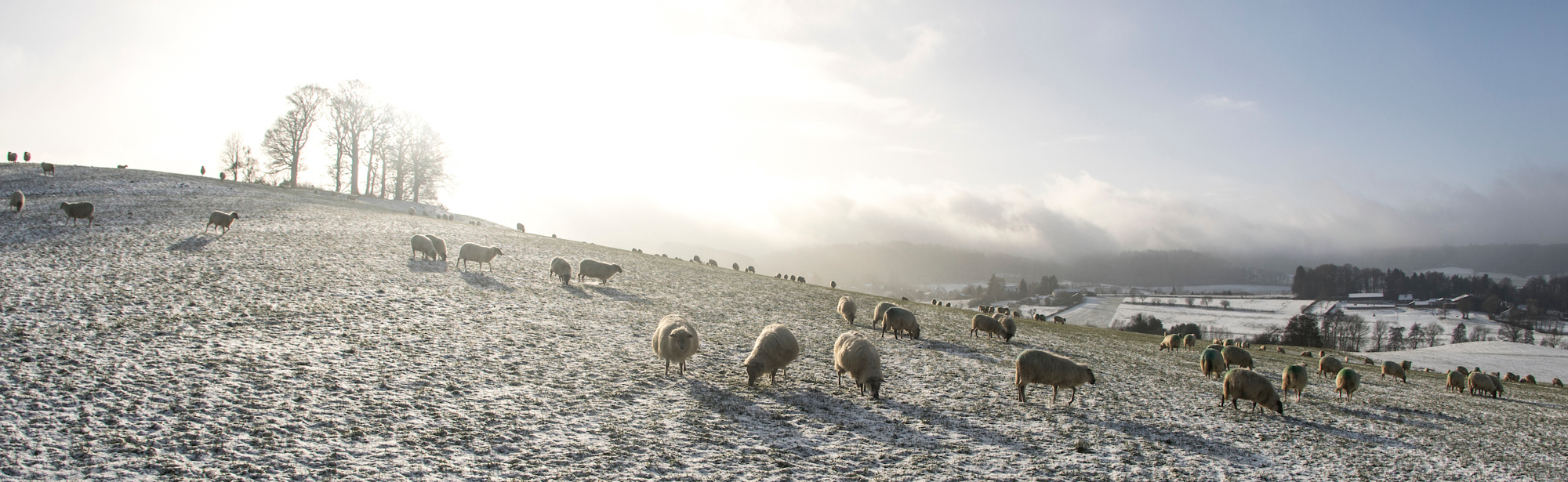 Schapen op besneeuwde weide in het heuvelland