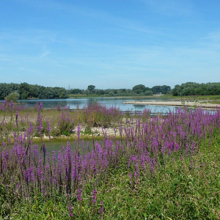 Natuur in de maasvallei met paarse bloemen, groen gras en water