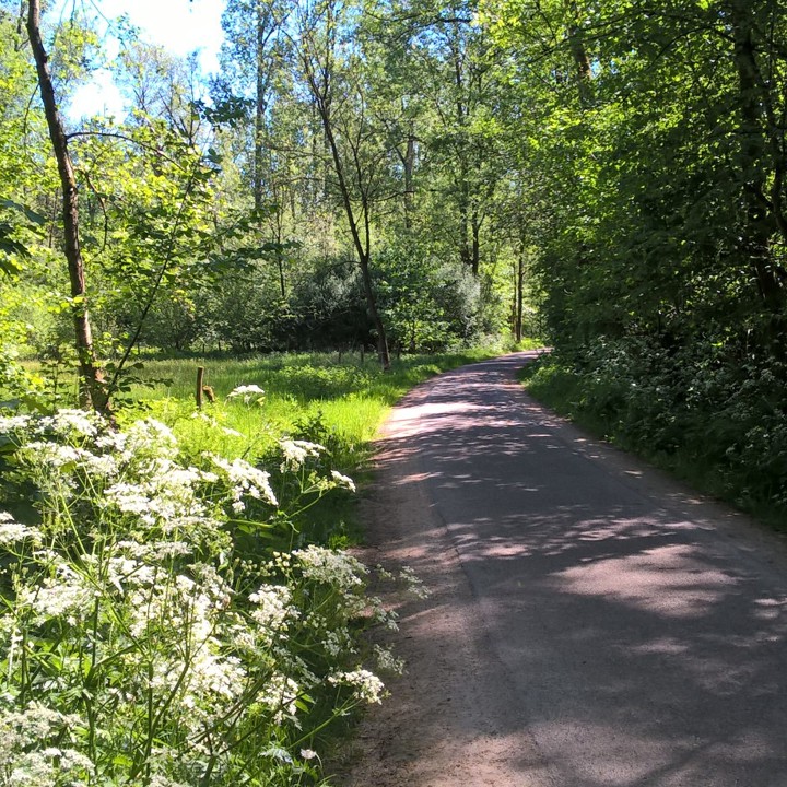 Wandelpad omgeven door groen in Susteren