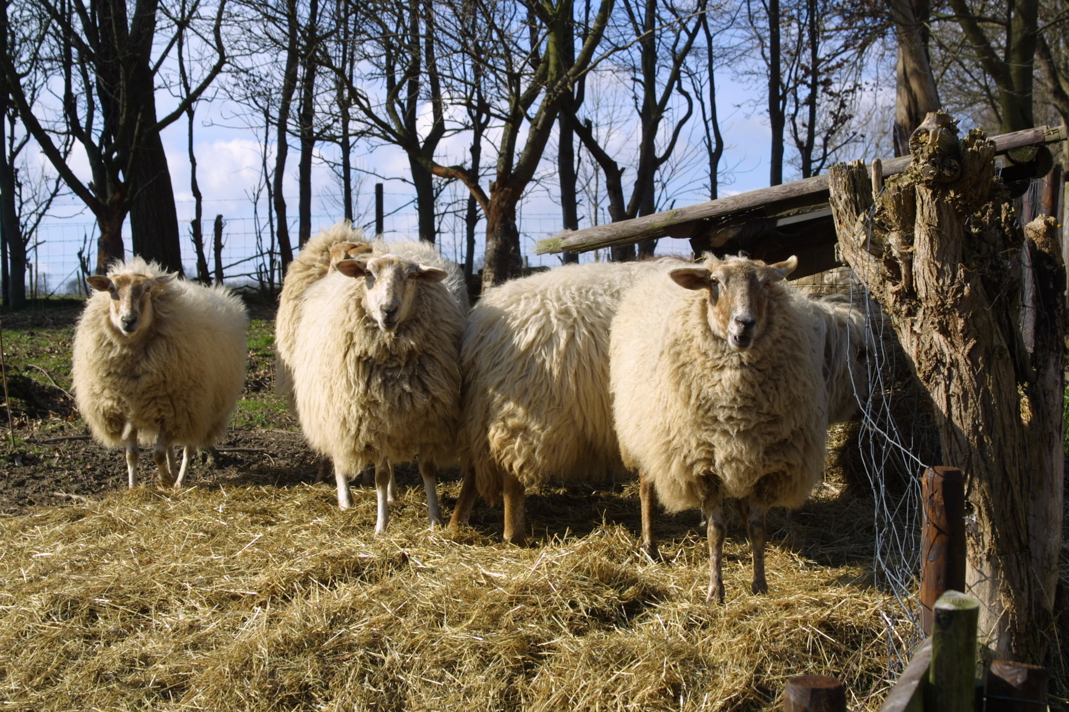 Paradijsvogels Schapendrijven Cottessen