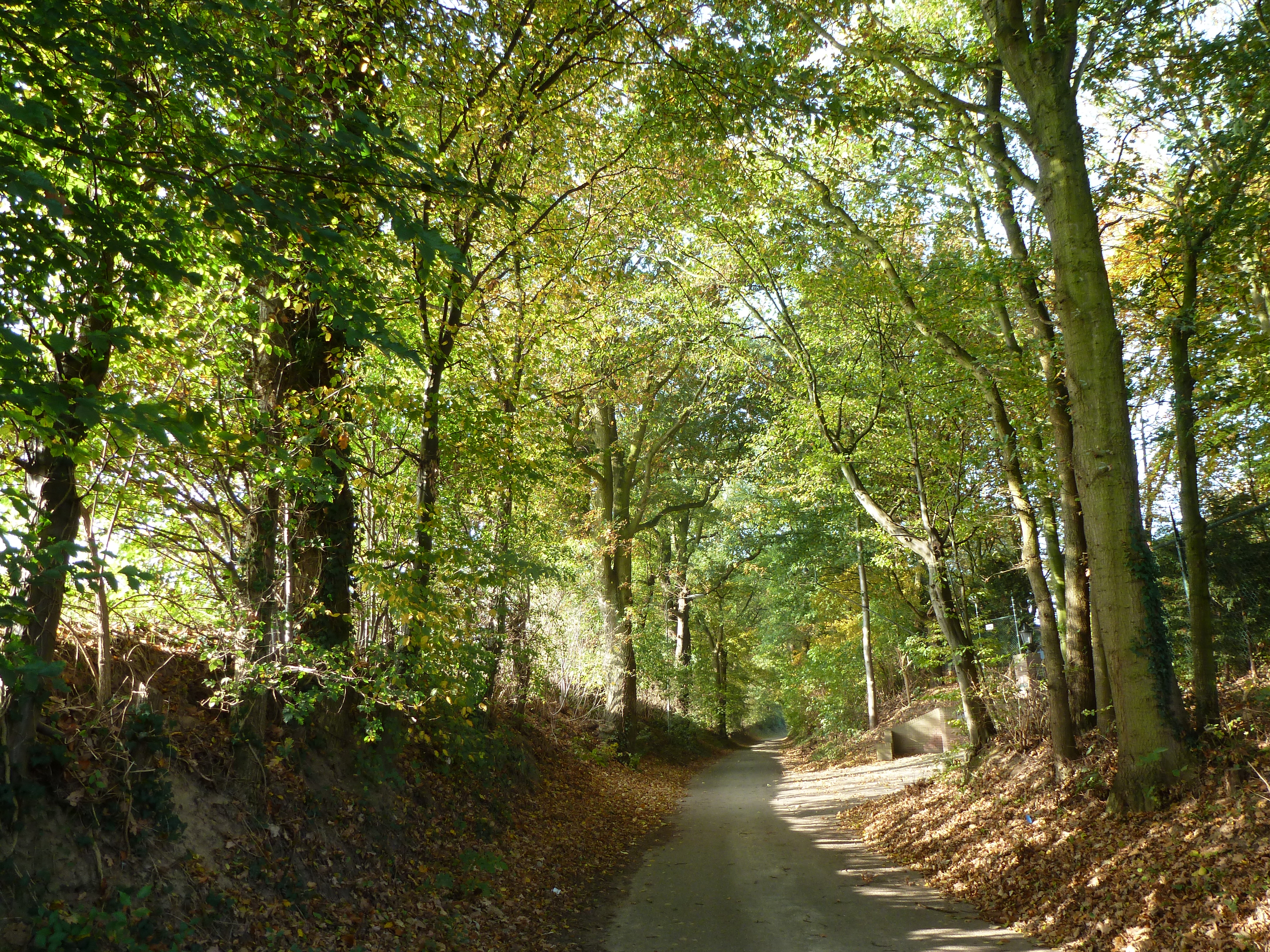 Schinveld-Schinveldse bossen